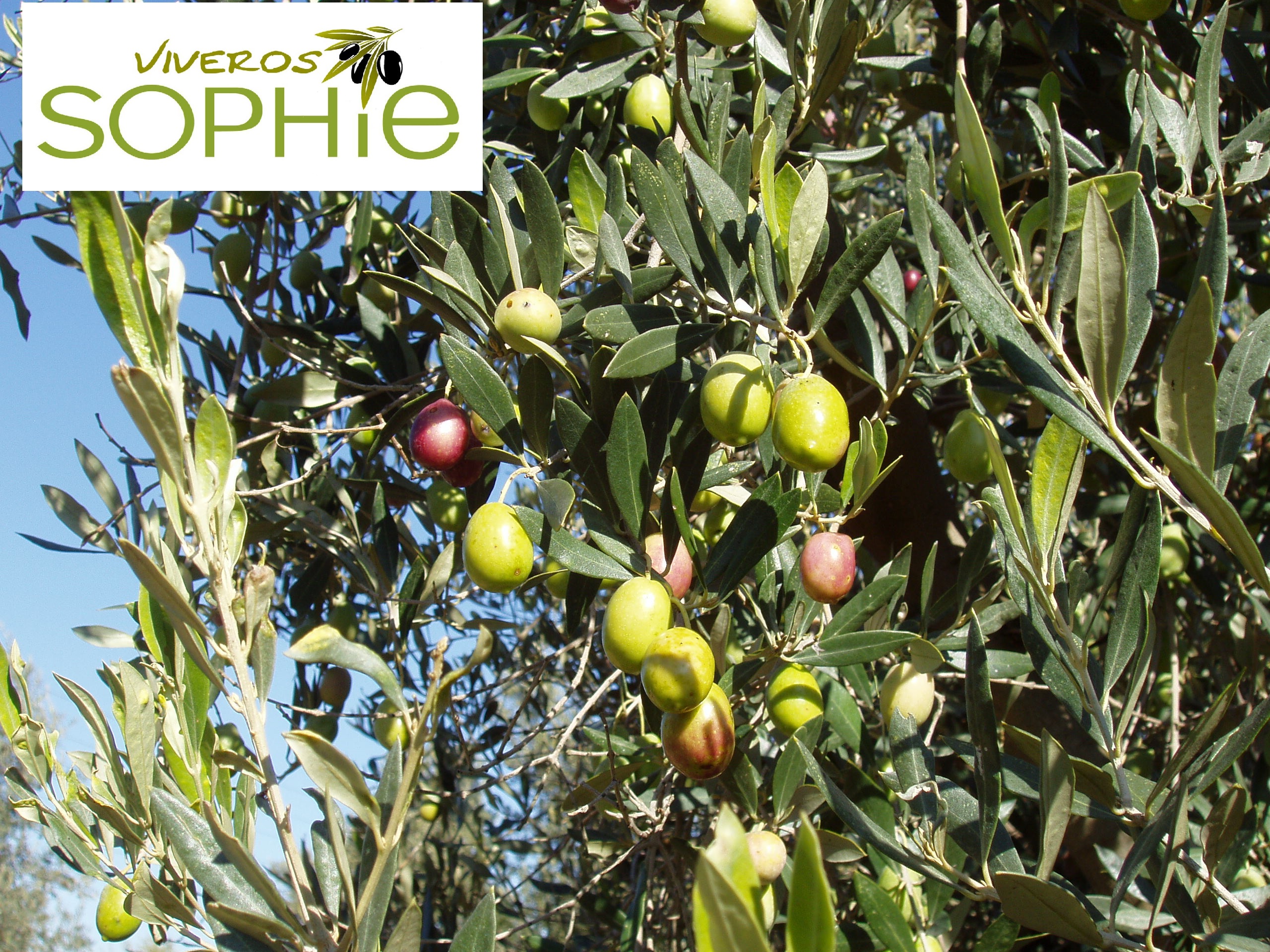 Variedad de olivo LIMONCILLO